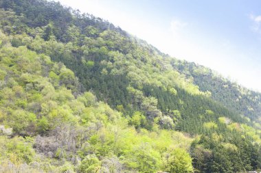 Ormanda yeşil ağaçlar olan dağların güzel manzarası