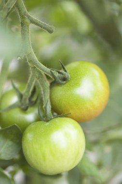 Arkaplanda büyüyen yeşil domatesler.