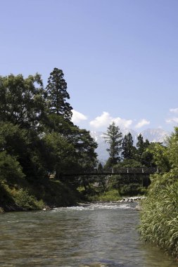 Nehir ve yeşil yaz ormanı 