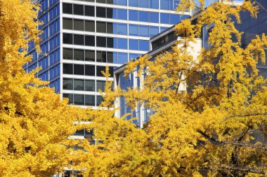 Sonbahar mevsiminde ağaçlardaki sonbahar yapraklarının alçak açılı görüntüsü ve şehir merkezindeki modern binalar 