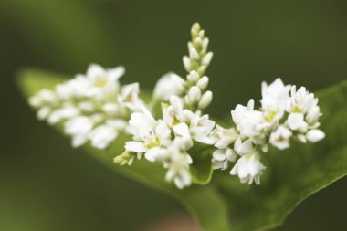 Bahçedeki beyaz çiçek