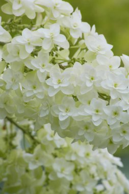 Güzel beyaz ortanca çiçekleri. Kashiwaba Ajisai