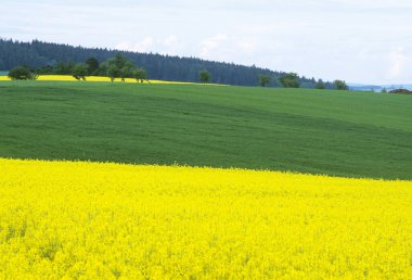 Yeşil tecavüz ile sarı tarla