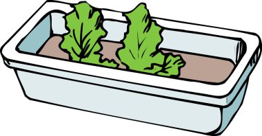 Kutuda taze salata, resim.