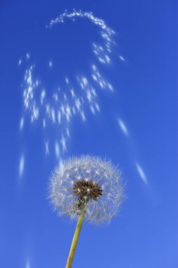 Rüzgardaki karahindiba tohumları mavi gökyüzü arka planına karşı