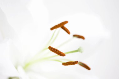 Beyaz çiçekler yakın görünüm