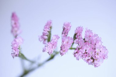 güzel çiçekler, görünümü kapatın