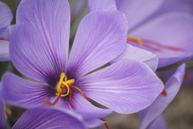 güzel çiçekler, görünümü kapatın