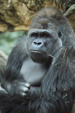 Hayvanat bahçesindeki siyah goril portresini kapat.