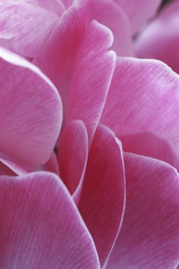 Arka planda güzel pembe orkide çiçekleri, kapatın.