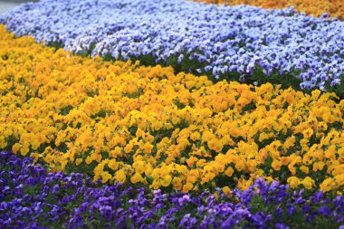 Bahçedeki güzel çiçekler