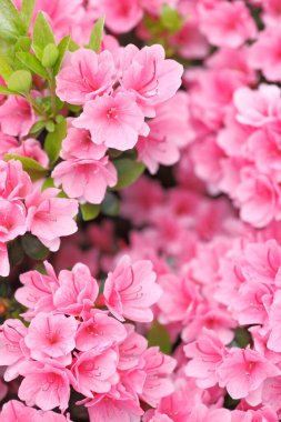 İlkbaharda güzel pembe rhododendron çiçekleri. Görüntüyü kapat