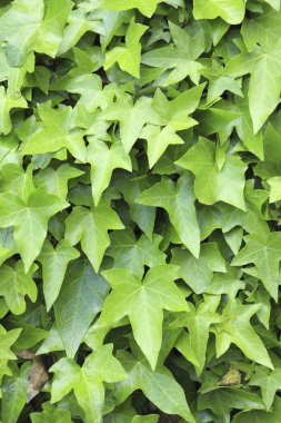 Sarmaşık arka plan dokusunu terk eder. yeşil sarmaşık yaprakları. sarmaşık yaprakları