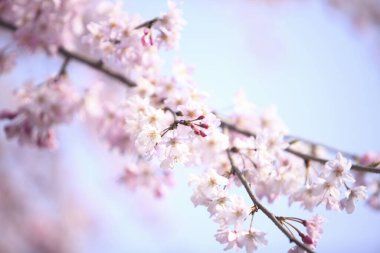 İlkbaharda kiraz ağacının çiçek açması. 