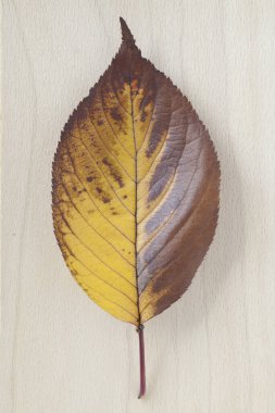 Ahşap arka planda parlak sonbahar yaprağının yakın plan görüntüsü     