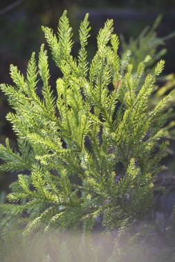 green needles of fir, flora and foliage foliage