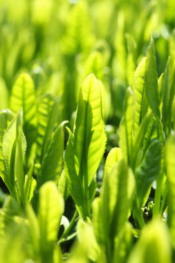 Sabah yeşil çay tarlası