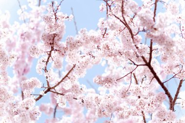 Çiçek çiçek açan kiraz ağacı