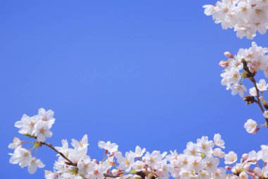 Ağaçtaki güzel beyaz kiraz çiçekleri mavi gökyüzü arka planına karşı