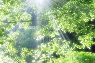 Yeşil ormanda güneş ışığı doğanın arka planında