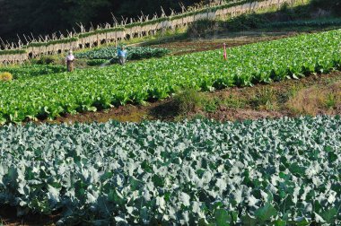Japonya 'da sonbahar manzarasında hareket eden tren.