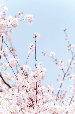 Çiçek çiçek açan kiraz ağacı