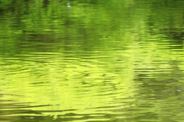 yeşil su yüzeyi ve yansıması