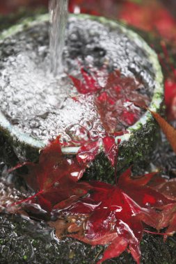 Güzel, parlak sonbahar yaprakları suyla kaplı.            