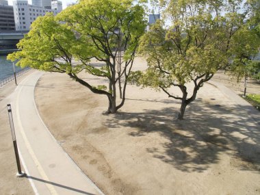 İki büyük yapraklı ağacın gölgeler oluşturduğu güneşli park manzarası