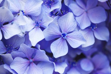 Bahar bahçesinde güzel ortanca çiçekleri, güzel doğal arka plan                    