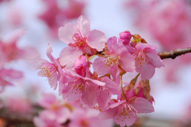 Bahçedeki güzel pembe çiçekler