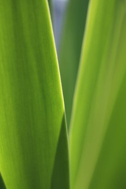 Yeşil çimen yapraklarını kapatın, doğa bitki örtüsü