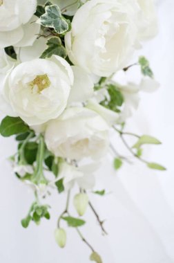 Arka planda güzel beyaz güller, kapatın.