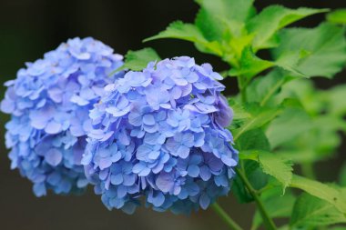 Yazın mavi ortanca çiçeği