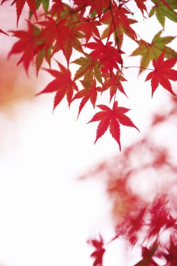 sonbahar yapraklarıyla kaplı ağaçlar 