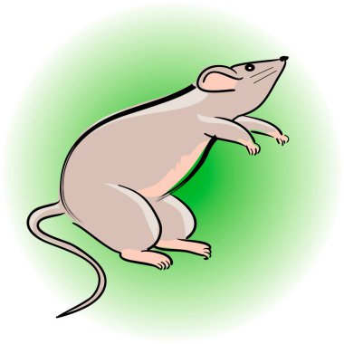 sıçan karikatürü