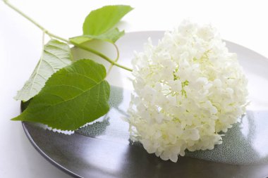 Vazoda beyaz ortanca