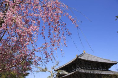 Sakura ve Todai-Ji tapınağı, Buda 'nın büyük salonu.