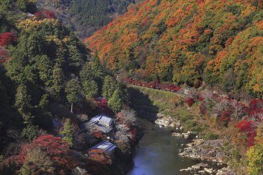 Japonya 'da sonbaharda renkli yapraklar ve ağaçlar