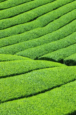 Tayland 'da yeşil çay tarlası
