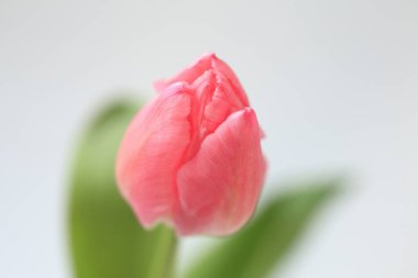 Bahçedeki güzel pembe çiçek