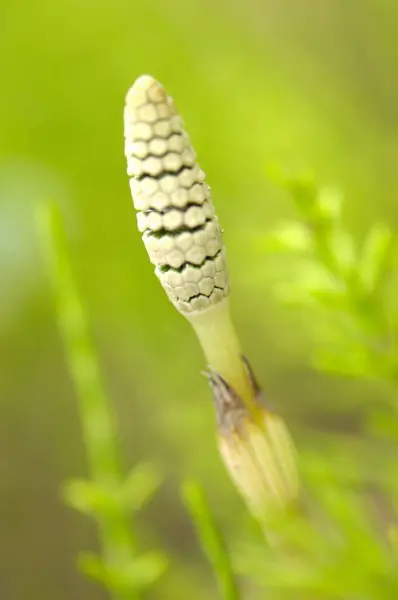 Yeşil Bir Bitkinin Yakınında — Stok fotoğraf