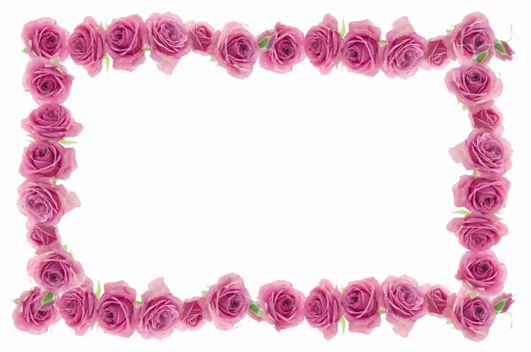 Rosenblüten Isoliert Auf Weißem Hintergrund — Stockfoto