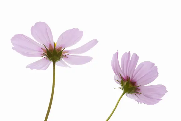 Fiori Viola Sfondo Bianco — Foto Stock