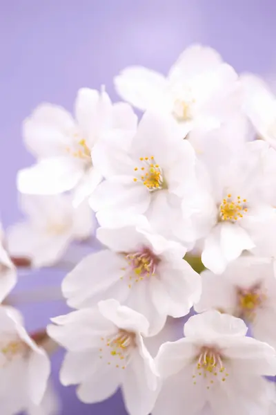 Lente Kersenbloesems Witte Bloemen Blauwe Lucht Achtergrond — Stockfoto