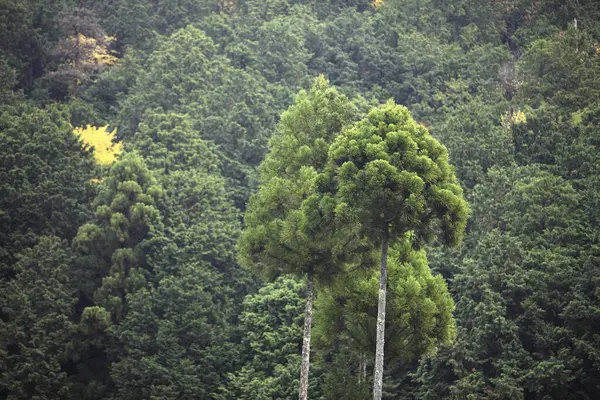 Pohon Pinus Hutan — Stok Foto