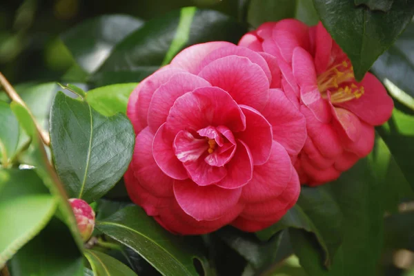 Bahçedeki güzel çiçekler