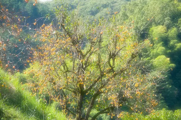 秋の木 自然の中の植物 — ストック写真