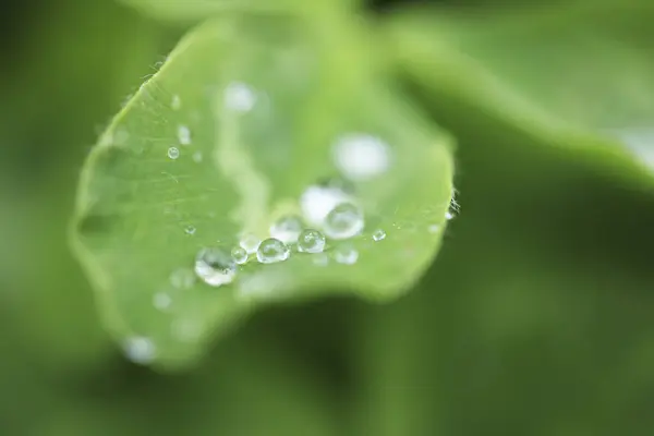 Wassertropfen Mit Grünem Blatt — Stockfoto