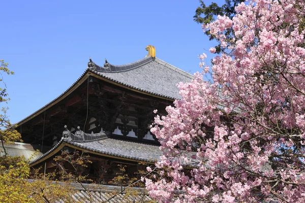 Sakura Und Todai Tempel Große Halle Von Buddha — Stockfoto